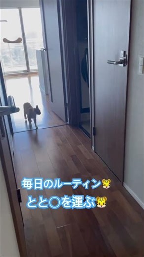 ルーティン #cat #元気になる動画 #いやし #猫のいる暮らし #元気お届け #猫のいる生活 #茶トラ #鳴き声 #無音asmr