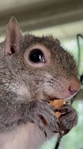 13K views · 535 reactions | Sound up! Baldwin the Dwarf Squirrel has...