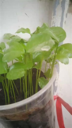 Good morning all have a refreshing day 🤗 #tiktok #foryou #beauty #plantas #nature