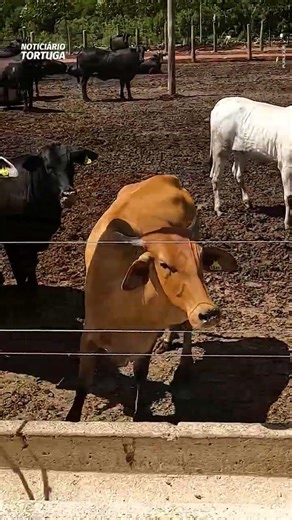 Does livestock farming pay the price like agriculture? | Tortuga News