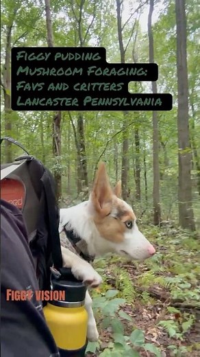 From coral fungus to cute little turtles, Figgy and I found so much woodland magic today!
