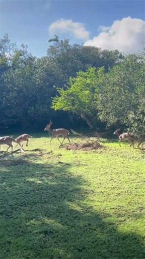 Beauty of Yala #chatz #viral #yala #safari #yalasrilanka🇱🇰
