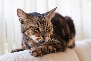 Meet the Super-Aging Cats Deemed the Oldest Ever