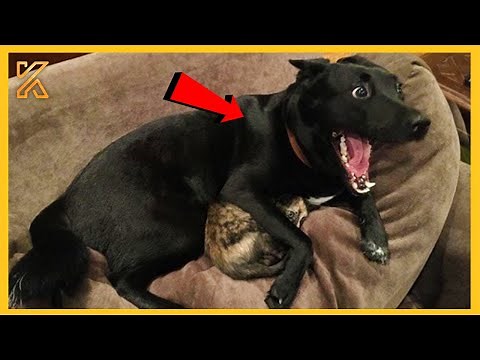🎬🐕FULL The most DRAMATIC DOG on the planet🤣Funny Dog Videos