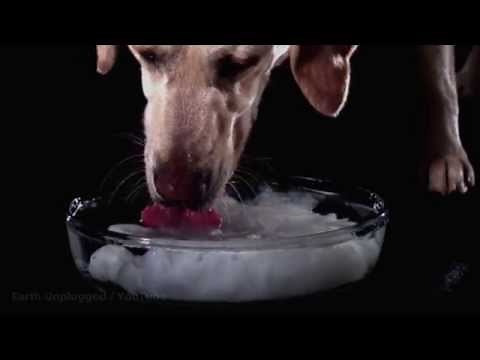 Slow Motion of Cats & Dogs Drinking Water