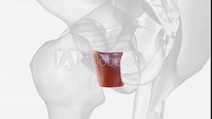 The quadratus femoris is a flat, quadrilateral skeletal muscle Stock Video