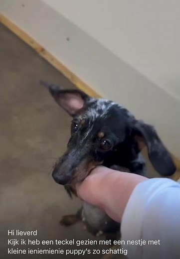Teckel dog nest #teckel