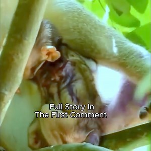 26K views · 702 reactions | In the Shadow of Angkor’s Ruins: A Baby Monkey’s Brave Fight for Survival A baby monkey’s struggle beneath Angkor’s ruins reveals both heartbreak and inspiration, reminding us how innocence and bravery can shine even in the darkest forests. | Cute Babies Monkey | Facebook