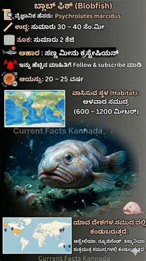 Blobfish Amazing Facts #shorts #facts #kannada