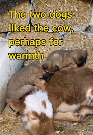 The two dogs liked the cow, perhaps for warmth. 🥰Full video watch YouTube @pandaman7401 🐮🐶🐱♥️#cow #farming #newborn #dog #cat