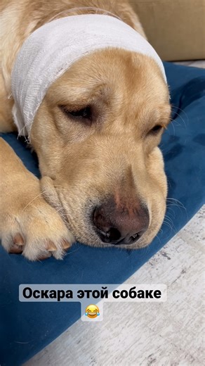 63K views · 2K reactions | Simulator 臘‍♂️ #cute #dog #cat #lifestyle #life #styles #trend #trendy #dogs #cats #trending #reel #reels #reelsfb #fypシ #fypシ゚viralシ #fypシ゚viral #fyp #foryou #love #family #claver | Deni Mani | Facebook