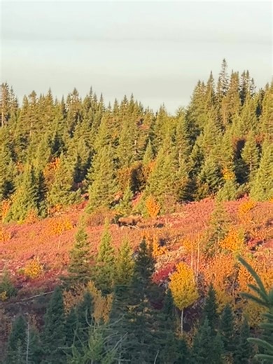 Peter Jacobs on Reels