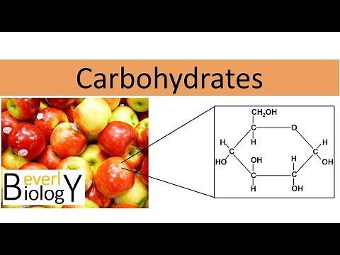 Carbohydrates (honors biology)
