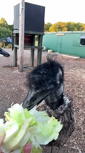 12K views · 1.9K reactions | Slow motion of emus eating lettuce something you never knew you would be watching #emus #slowmotion #lettuceeating | Caenhill Countryside Centre | Facebook