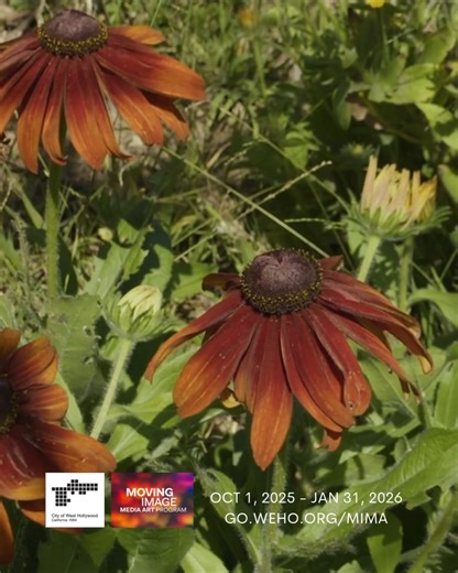 Various Untitled Works (2022) by Diana Thater offers passersby a portal into a domestic garden in Altadena, California. Recorded in 2020, the work alternates between sky and ground—capturing the delicate choreography of photo-reactive flowers, shifting light, and passing clouds. The piece evokes cosmic, geologic, and human time, revealing both the magnificence and fragility of ecological life. Now especially poignant, the work transports us to a moment before the Eaton Fire, when this garden sti