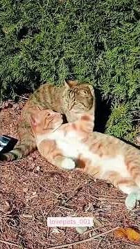 Dramatic Cat Moments That Will Make You Laugh Hard