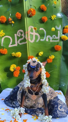 Jithin on Instagram: "Mom to be.... @pin.the_mount.ain_explorer_ . . #miniaturepinscher #momtobe #dogslovers"