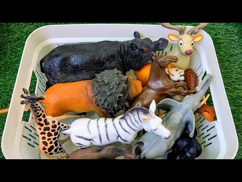 Kids Explore the Deep Jungle Zoo | Amazing Creature Encounters