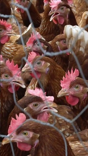 Isa Brown Chicken Facts