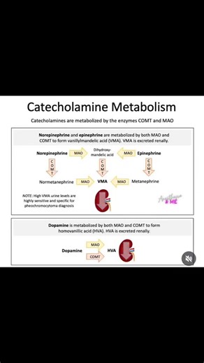 Anesthesia Technology 🌎🇮🇳 on Instagram: "Catecholamine Metabolism . . #medicalstudents #medicalnotes"