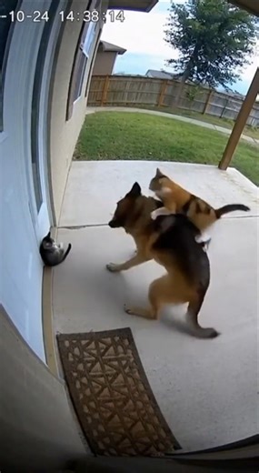 Real CCTV: Mother Cat Protects Tiny Kitten from Big Dog