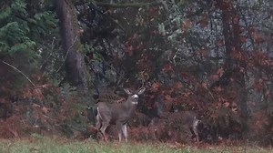 Vancouver Island buck with split brow tines. One is around 6" long. He also has a limp, guess someone blew it in the past. My friend Jesse Reardon who is 'The Dude' responsible for Shockey's successful video editing and content filmed sent me the clip. #blacktaildeerhunting #blacktailhunter #blacktails #howtohunt #proguide66 #hunting #hellobc https://itunes.apple.com/ca/app/blacktail-hunter/id1111734338?mt=8 | Black Tail Hunter - app