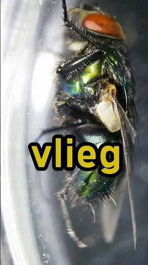 Fly🪰 under the MICROSCOPE 🔬🤔#fly #microscope #closeup #insects #learning #learningonyoutube