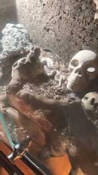 Hakennasennatter 😍💪🏼 #hakennasennatter #schlangen #terrarium #contentcreator