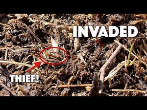 ANTS INVADE A NEWLY SEEDED LAWN