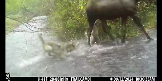Wolves attacking moose captured on Anchorage woman’s Muldoon area cameras