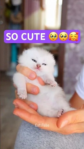 Cutest Baby Cats Meowing Ever! 🐱🥰🥹