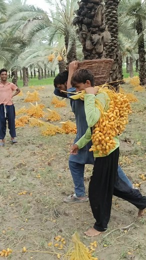 Harvesting Pomelos in Traditional Attire