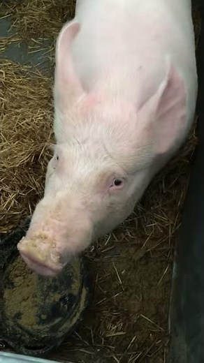 Cute pig talking oinking
