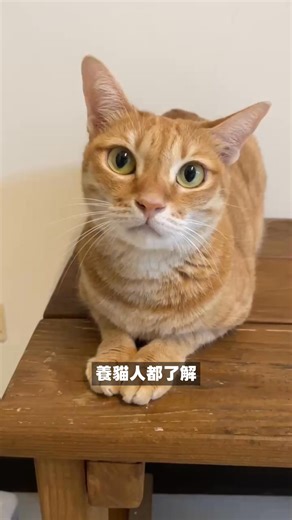 貓咪腸胃超敏感,今天炸廁所💩明天吐沙發🤮？ 改善大便型態👉 https://parkcat.tw/高效守護敏感腸胃 不用再追著擦地板、鏟軟便！奴才輕鬆又放心 - 半夜聽到嘔吐聲都會驚醒，怕牠又不舒服🤯 屎鏟起來像漿糊,軟爛臭爆💩常常整盆砂都報廢 - 霸王野雞🐔 #罕見7大高效益生菌 穩定腸胃狀態 ☑️𝟳大益生菌➟ 維護腸胃健康.好體質 #促進消化 ☑️罕見製程➟協同共生培養,完美菌種平衡 ☑️菌種平衡共生➟ 讓 #益生菌充分發揮 ,適合敏感貓 ☑️多方保健成分➟營養.保健.美容一步到位 真的放心很多😍 #穩定腸胃好有感！ . 一一對營養有無敵高要求一一 ✔️80%適量優質蛋白➟健康管理腎臟腸胃無負擔 ✔️低敏好消化➟真正有效吸收營養,適合腸胃敏感貓 🎖️依據AAFCO/NRC營養認證之準則 🎖️製造工廠符合HACCP、ISO 22000之認證 . 🏆更是40萬貓奴選擇💯2年沒換過品牌.高99%回購率 🏆#多位獸醫師長期回購.院貓也吃.認同成分安心推薦 - ✔ 連獸醫師都愛買的糧💖混搭營養才全面 ✅新客免運最划⮕ 2kg 任2包【輸碼9100送$100購物金】