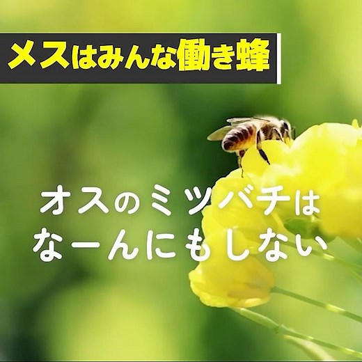 『いのちの環』No.179 インタビュー「自然の生態系の中で重要な役割を果たすミツバチ」（long）