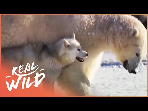 When A husky meets Wild Polar Bears
