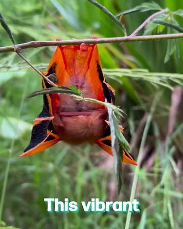 104K views · 1.8K reactions | Halloween Themed Bat 驪 | Furry Tails | Facebook