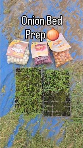 Have a Happy Day 😊 #onions #multisown #growyourown #allotment #onion