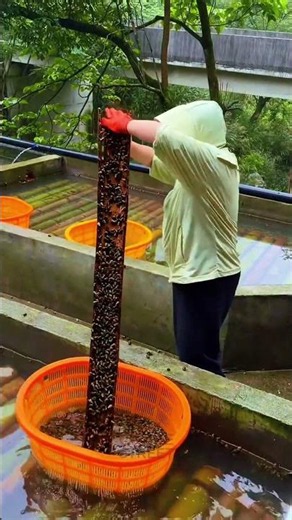 Harvesting Fresh Farmed Escargot Snails