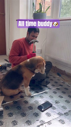 Oskar the beagle #dogshorts #dogathome #beagle