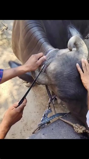 Usa 🇺🇸 & Japan 🇯🇵 ASMR the buffalo's horns were trimmed for safety.
