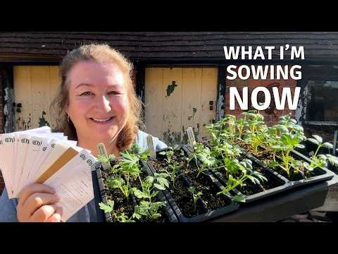 What I’m Sowing Now 🌱 Flowers I’m Growing From Seed This Year // Cottoverdi