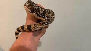 Northern pine snakes ( Pituophis melanoleucus melanoleucus) captive born from Kentucky bloodlines. This species will be part of our new native Kentucky exhibit in the near future. Still working on funding. | Kentucky Reptile Zoo