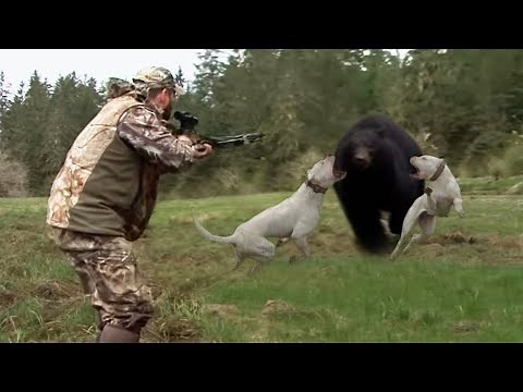 Top 10 Big Game Hunting Dog Breeds