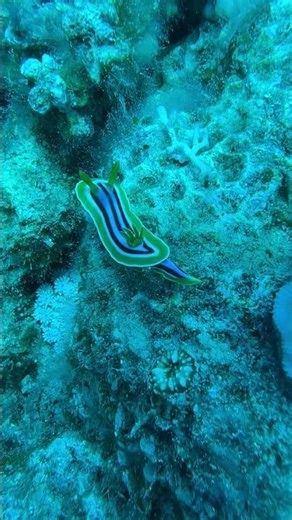 Vibrant Striped Nudibranch Glides on Coral Reef