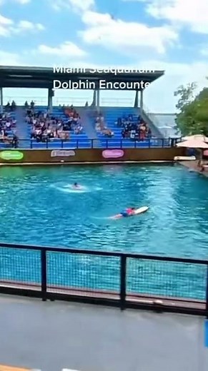 Dolphin Attacks Trainer.