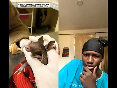 🛣️ Left Alone… Then Saved ❤️ | Baby Armadillo’s Incredible Rescue#wildlife