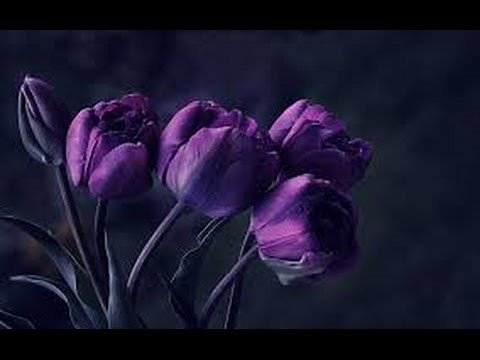 Amapola - its English version Precious Flower