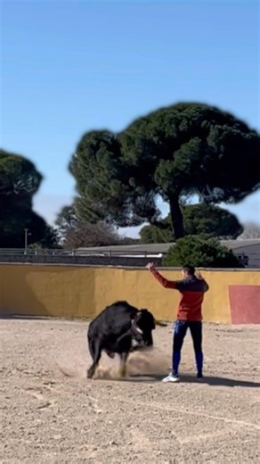 QUIEBRO AL LÍMITE! #viral #toros #toroultra #bullfighting #bull #trending