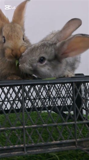 #pets #asmr #bunny #carrot
